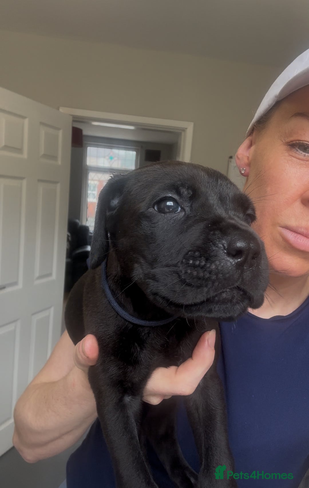 Cane Corso dogs for sale: READY REDUCED CANE CORSO - Image 10