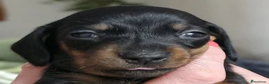 Dachshund Puppy 3