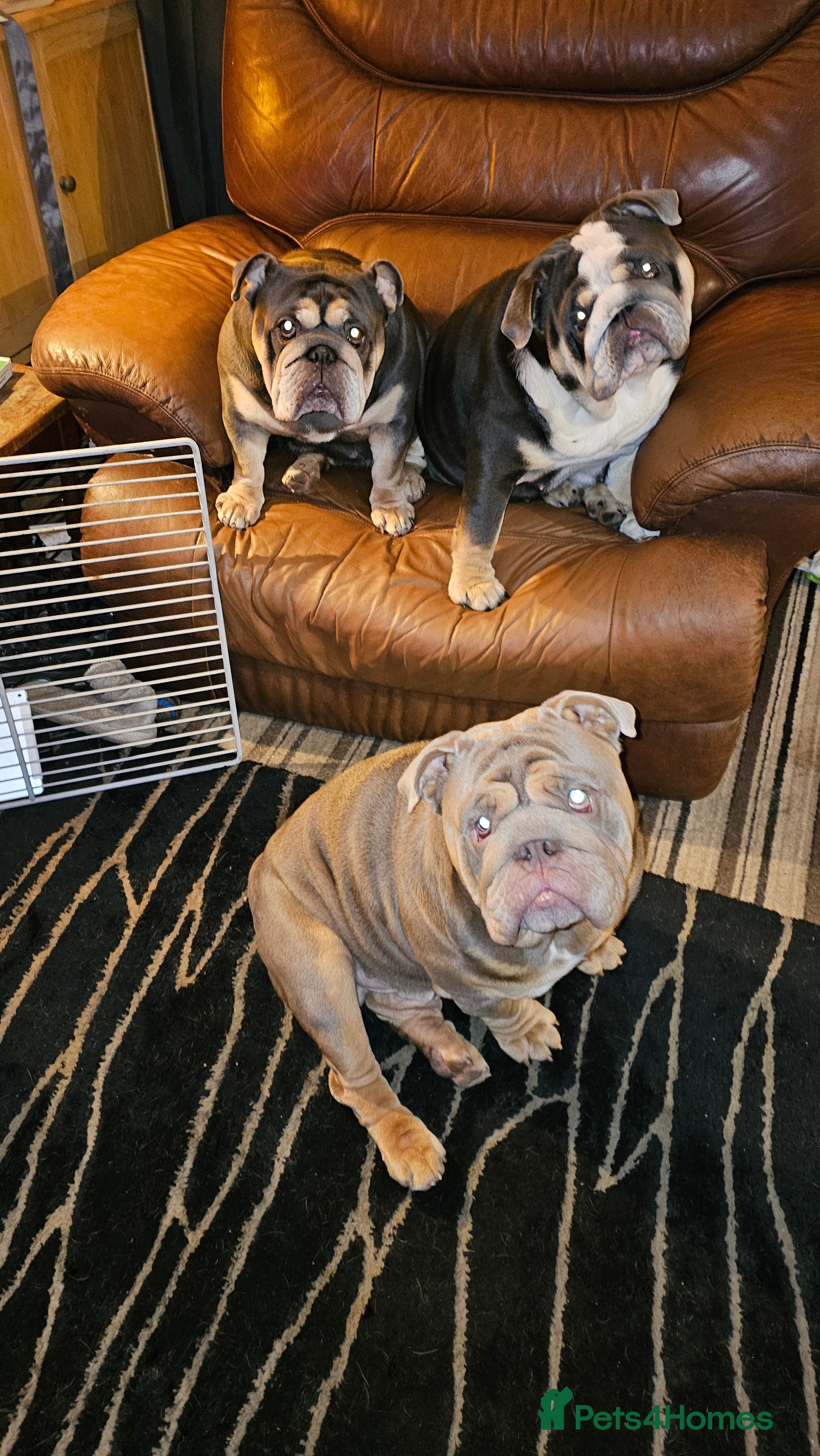 English Bulldog dogs Large full suit lilac Bulldog at stud. in Helensburgh - Advert 2