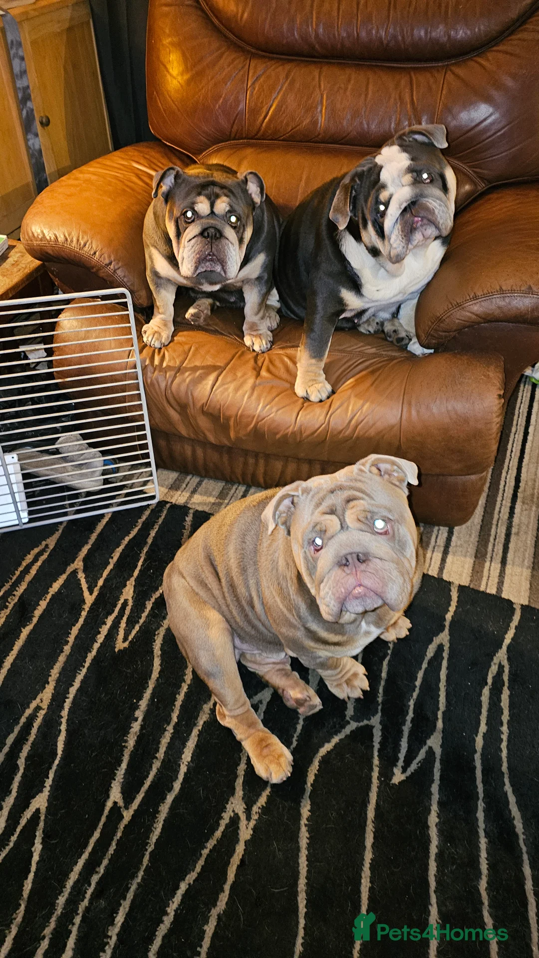 English Bulldog dogs for stud: Large full suit lilac Bulldog at stud. in Helensburgh - Advert 1
