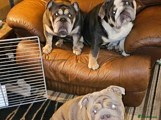 English Bulldog dogs Large full suit lilac Bulldog at stud. in Helensburgh - Advert 2