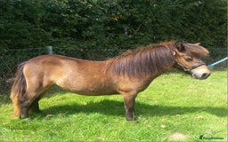 Shetland pony horses for sale: Registered miniature Shetland yearling filly  - Image 2