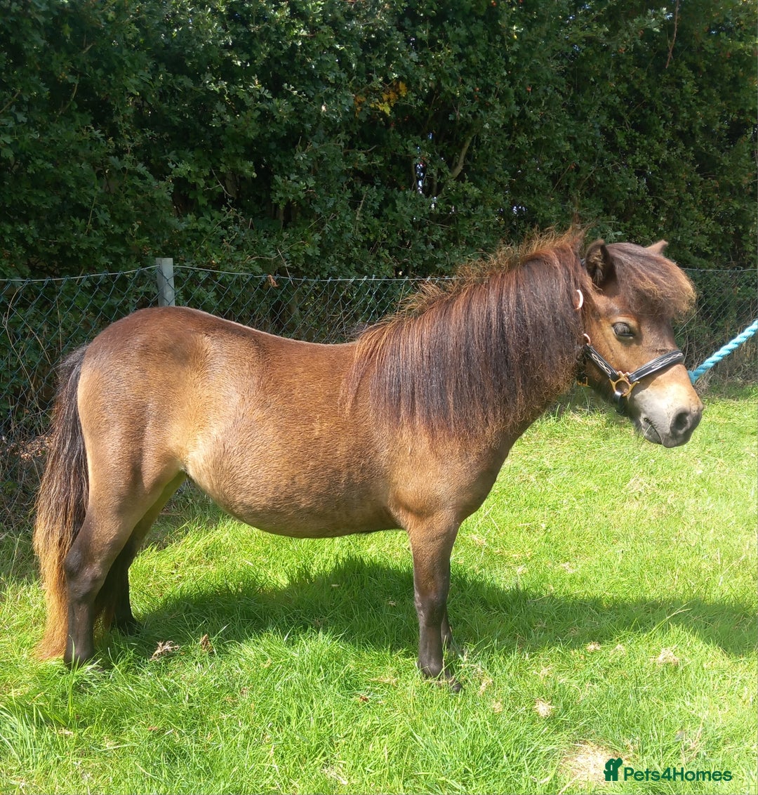 Shetland pony horses for sale: Registered miniature Shetland yearling filly  - Image 2