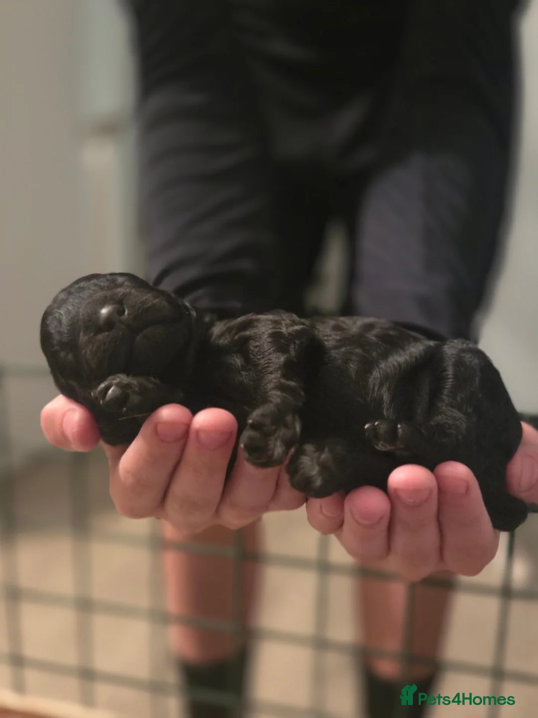 Shihpoo dogs for sale: F1b Shihpoo puppies - Advert 18