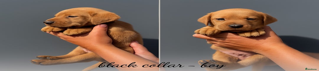 Black Collar Boy - 3916