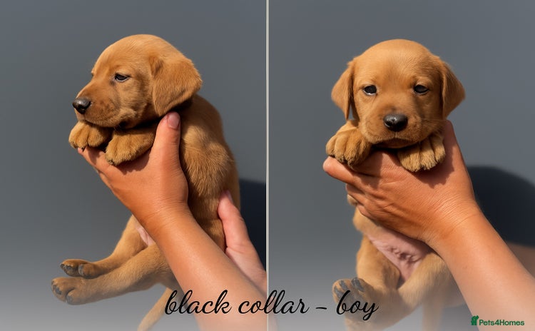 Labrador Retriever dogs - Advert 1