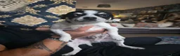 Chihuahua dogs for sale: Male chihuahua  in Swadlincote - Advert 1