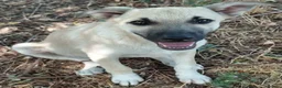 Mixed Breed dogs for adoption: 🐾💛OZZY – From Abandoned Puppy to Best Friend💛🐾 in Nottingham - Advert 1