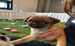 Pug dogs for sale: Full miniature panda pugs - Image 4