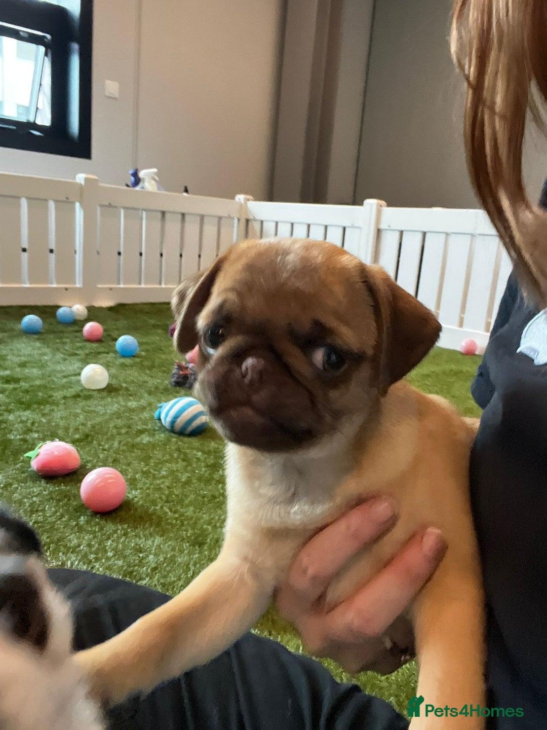 Pug dogs for sale: Full miniature panda pugs - Image 4
