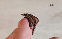 Gecko reptiles for sale: Orange & Red Stripe Gargoyle Gecko  - Image 1