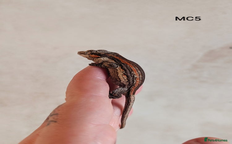 Gecko reptiles - Advert 8