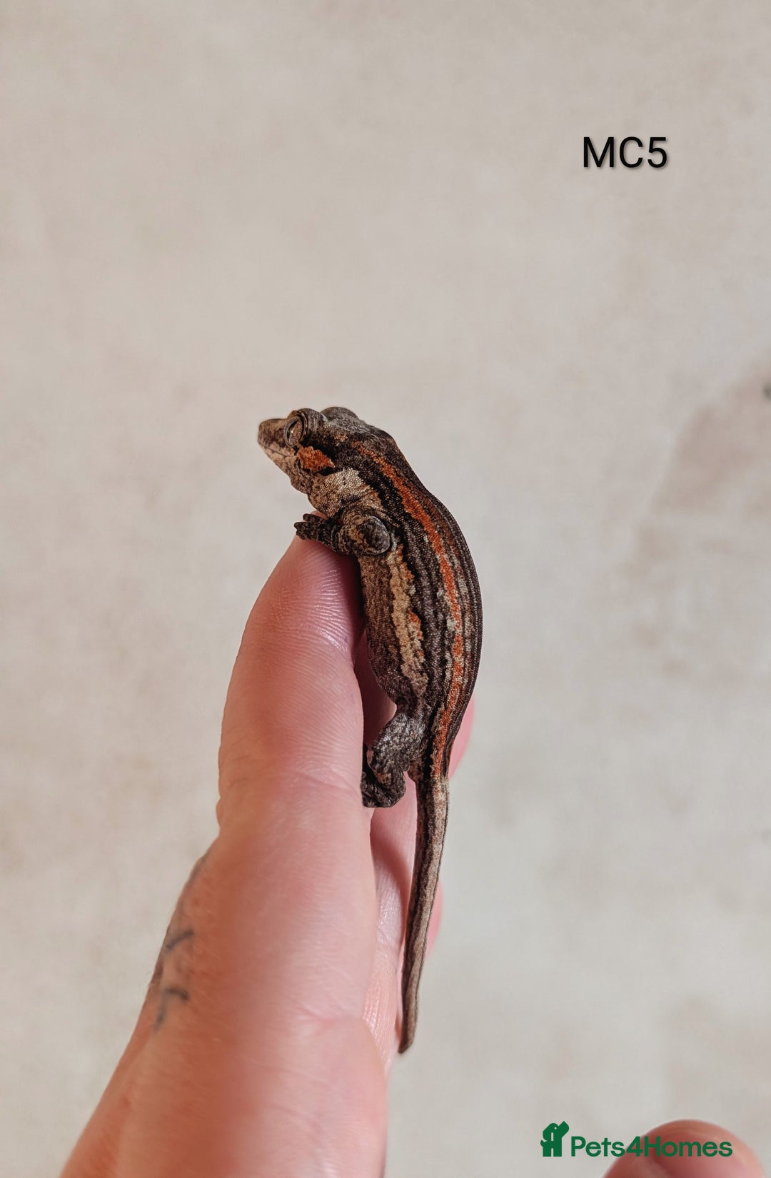 Gecko reptiles for sale: Orange & Red Stripe Gargoyle Gecko  - Image 1
