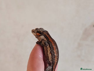 Gecko reptiles - Advert 5