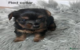 Yorkshire Terrier dogs for sale: Tiny Yorkshire Terriers - Image 4