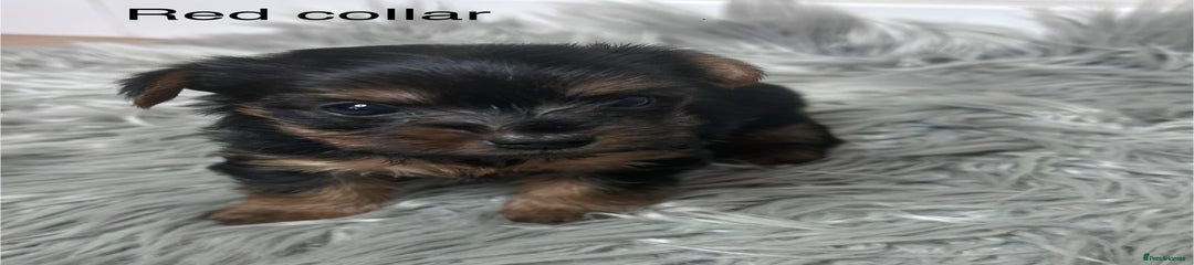Yorkshire Terrier Puppy 5