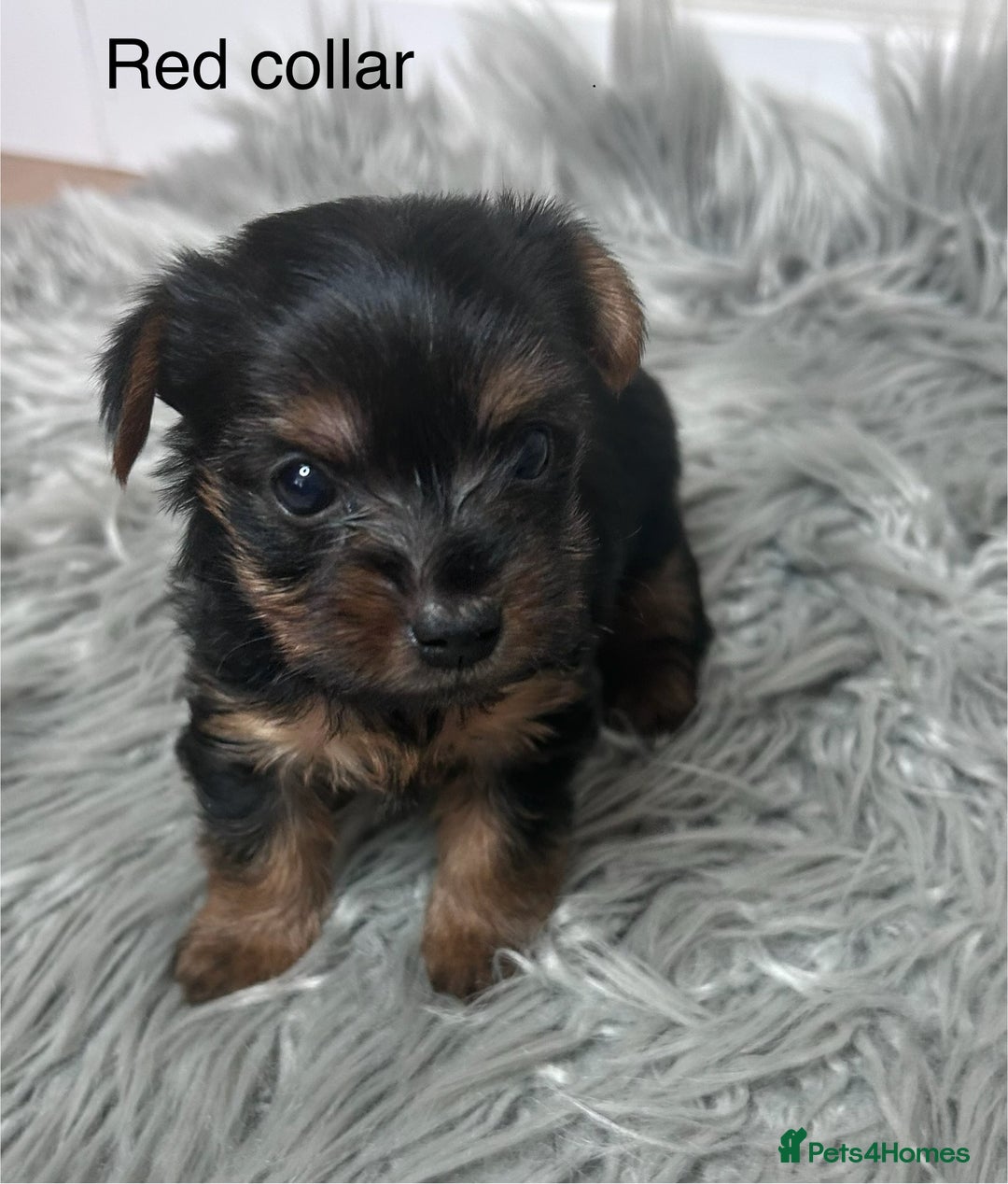 Yorkshire Terrier dogs for sale: Tiny Yorkshire Terriers - Image 4