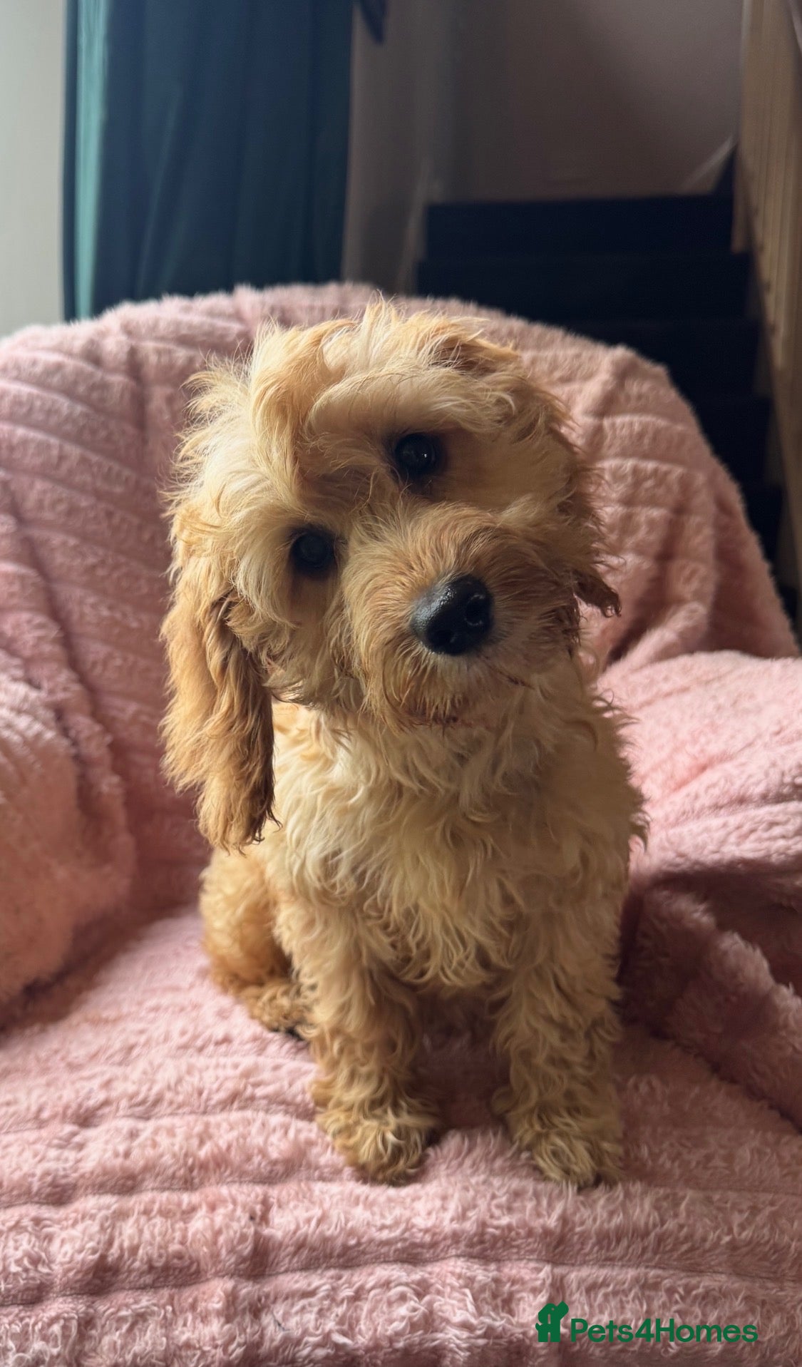 Cockapoo dogs for sale: 2 Girls - sociable happy Cockapoo babies - Advert 1