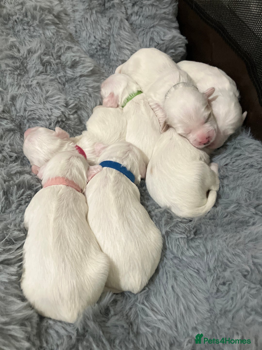 Tibetan Terrier dogs for sale: Tibetan terriers  - Advert 7