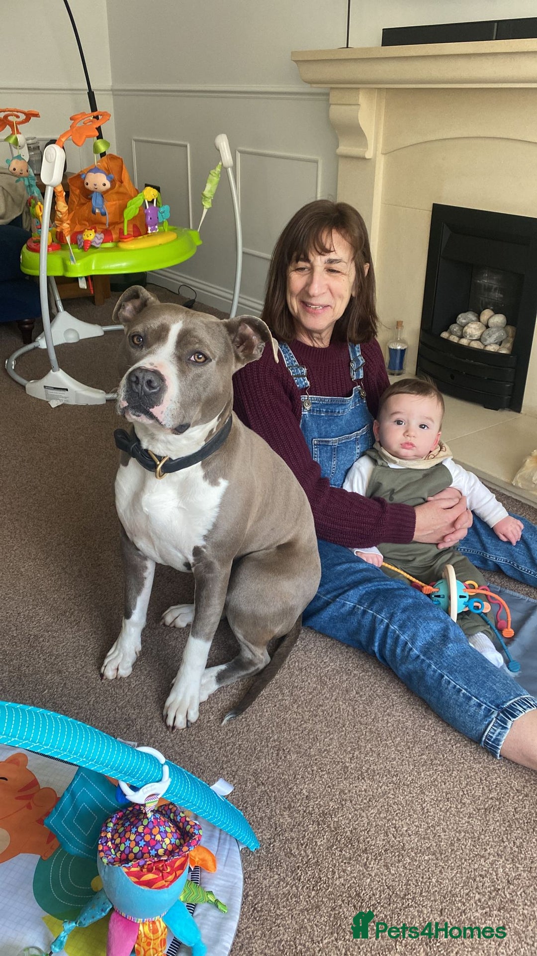 American Bull Staffy dogs for sale: Luka - American Staffordshire terrier  - Image 3