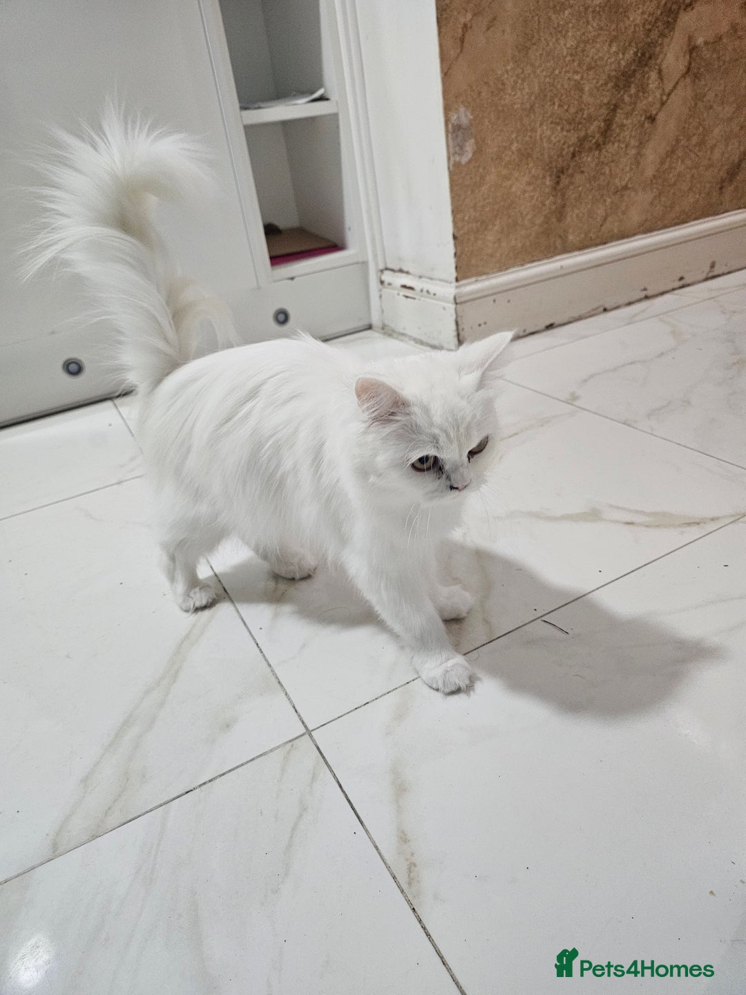 Persian cats for sale: Persian kitten - Advert 3