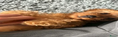 Cavapoo 4