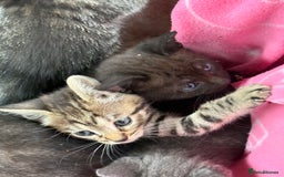 Bengal cats for sale: Beautiful farm reared bengals  - Image 18