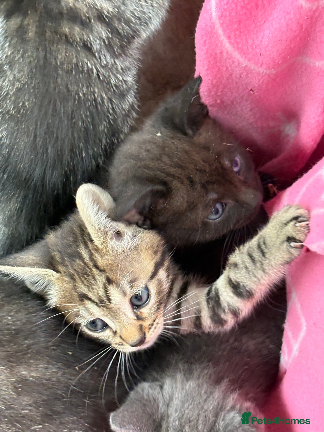 Bengal cats for sale: Beautiful farm reared bengals  - Image 18