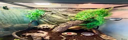 Mixed Breed reptiles for sale: 2 Anoles and 2 American Tree Frogs - Advert 7