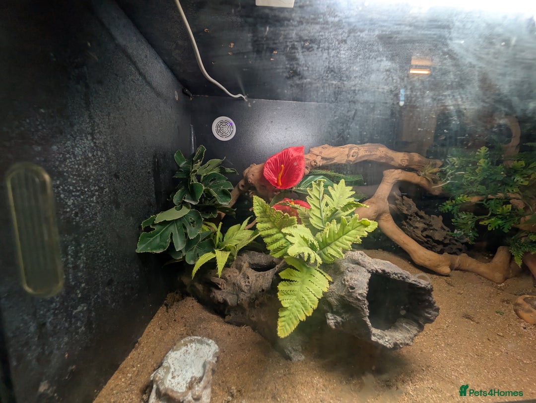 Leopard Gecko reptiles for sale: Loving Leopard Gecko Needs New Home - Meet Betty! - Advert 7