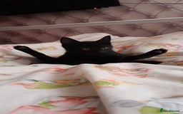 Mixed Breed cats for sale: Kitten  - Image 2