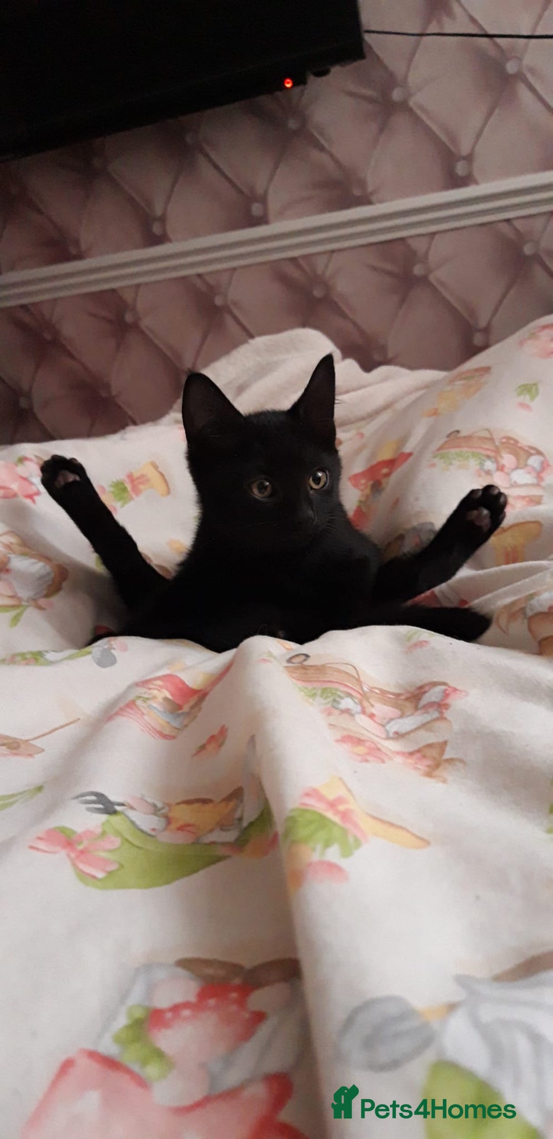 Mixed Breed cats for sale: Kitten  - Image 2