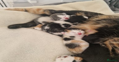 British Shorthair cats - Advert 10