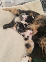 British Shorthair cats - Advert 10