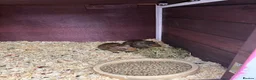 Guinea Pig rodents for sale: guinea pigs  in Melton Mowbray - Advert 2