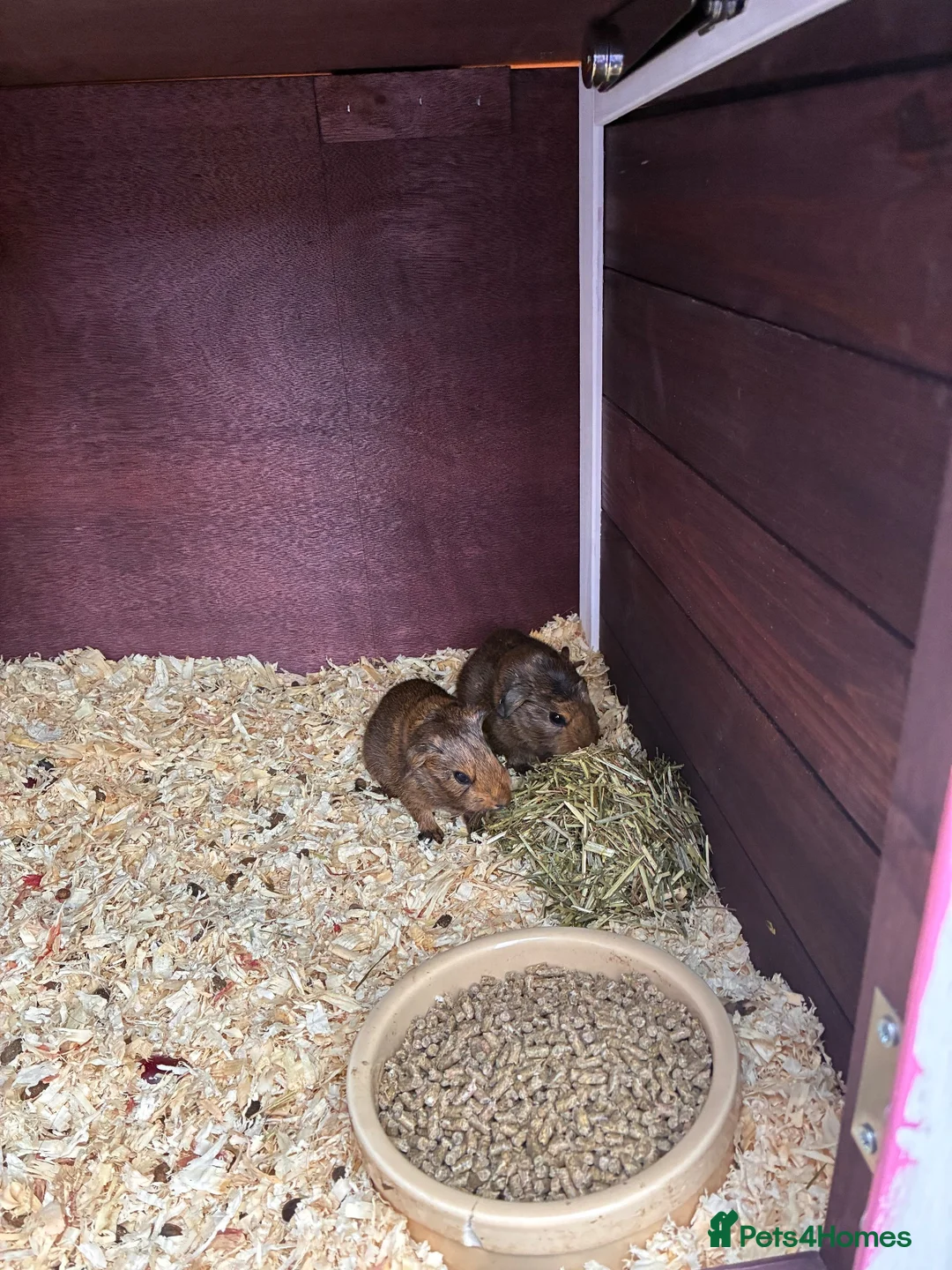 Guinea Pig rodents for sale: guinea pigs  in Melton Mowbray - Advert 2
