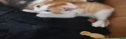 British Shorthair cats for sale: Five stunning kittens available immediately  - Advert 36