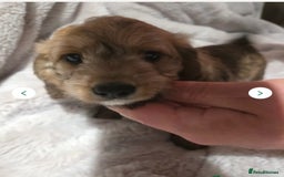 Doxiepoo dogs for sale: Doxipoo  - Image 3
