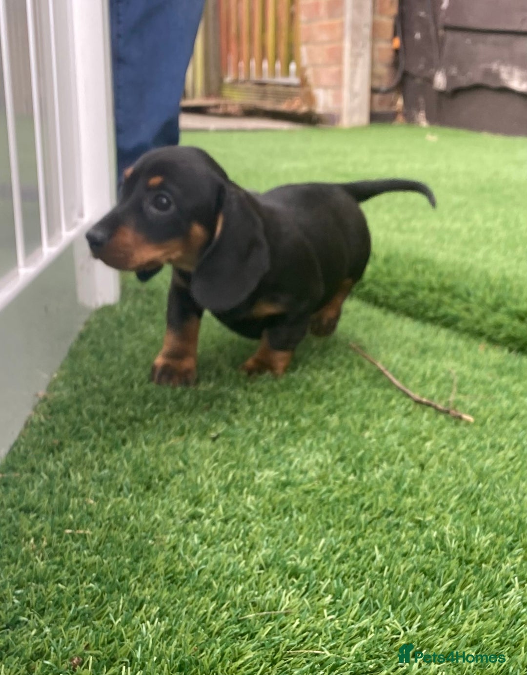 Miniature Dachshund dogs for sale: 4 adorable miniature dachshund puppies  - Image 12