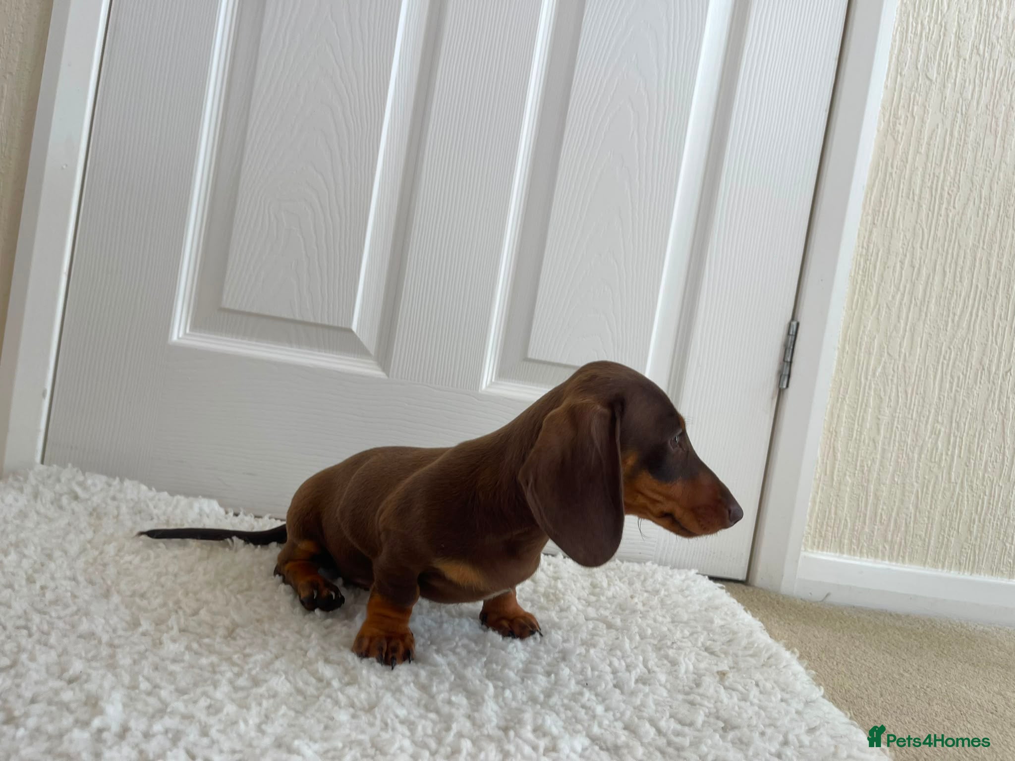 Miniature Dachshund dogs True miniature dachshunds - Advert 2