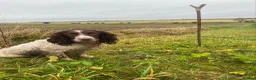 English Springer Spaniel dogs for stud: RON - IVANGAR SNUFFLES - Advert 4