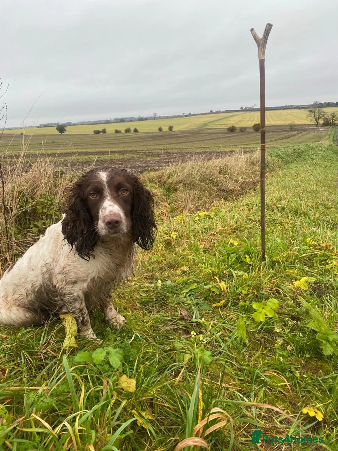 English Springer Spaniel dogs for stud: RON - IVANGAR SNUFFLES - Advert 4