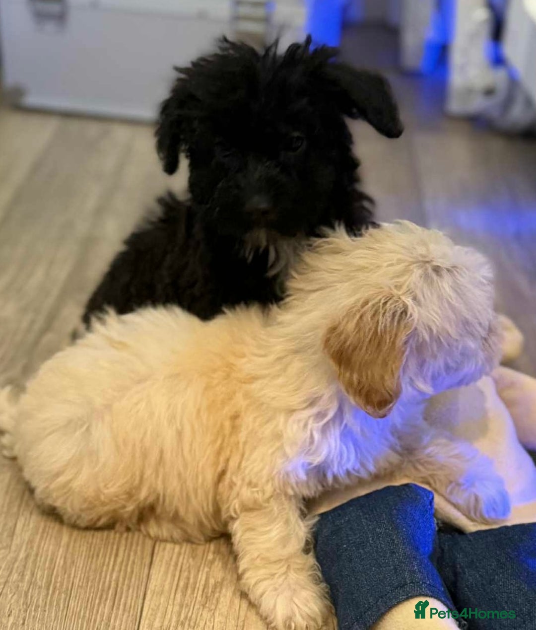Maltipoo dogs for sale: Maltipoo  - Image 10