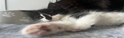 Maine Coon cats for sale: Maine Coon Kittens  - Advert 24