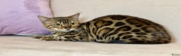Bengal cats for sale: Bengal Queen  - Advert 24