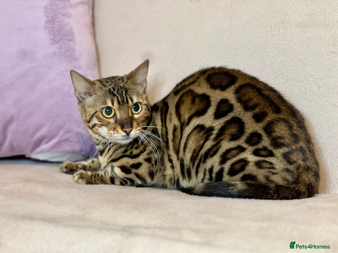 Bengal cats for sale: Bengal Queen  - Advert 24