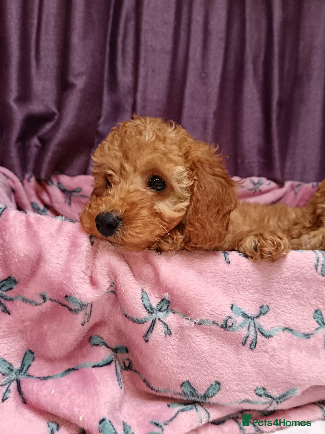 Cavapoo dogs for sale: Cavapoo puppy's  - Image 13