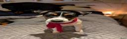 Jack Russell dogs for sale: Jack Russell girl  in Wickford - Advert 1
