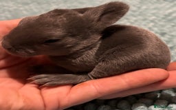 Rex rabbits for sale: Two beautiful rabbit litters - Image 12