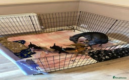 Whippet dogs for sale: 6 stunning whippet puppies  - Image 19